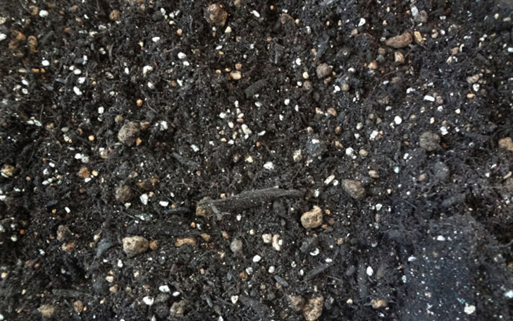 腐葉土（ふようど）とは？腐葉土の基本的な使い方・特徴・効果について。